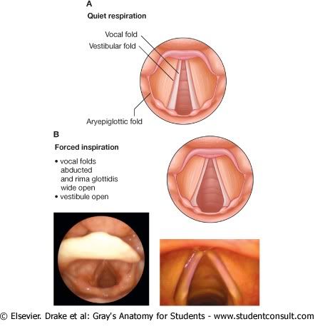 FuncionesLaringe.jpg picture by Neonato2009
