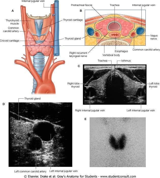 GlndulaTiroides.jpg picture by Neonato2009