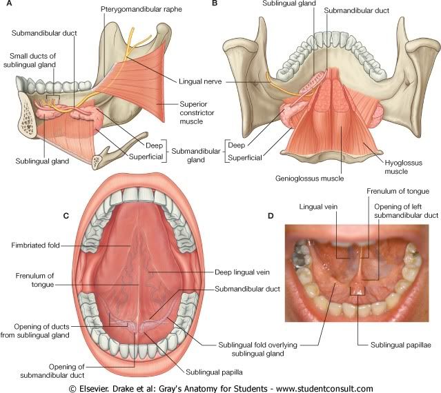 GlndulasSublingualySubmandibular.jpg picture by Neonato2009