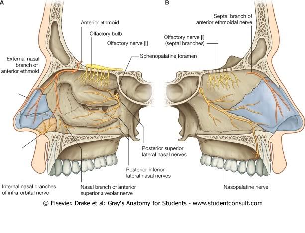 InervacinCavidadNasal.jpg picture by Neonato2009