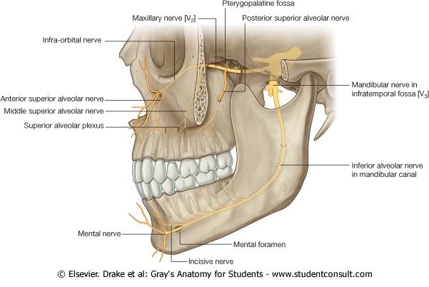 InervacinDental.jpg picture by Neonato2009