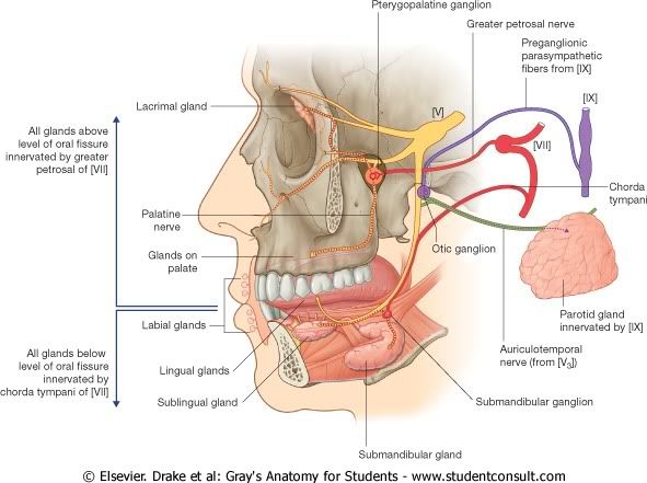 InervacinSecretomotoradeGlndulasSal.jpg picture by Neonato2009