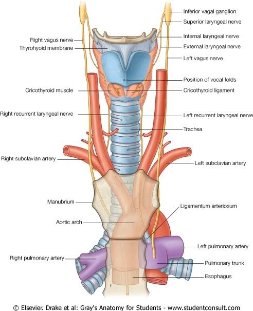 InervacindeLaringe.jpg picture by Neonato2009