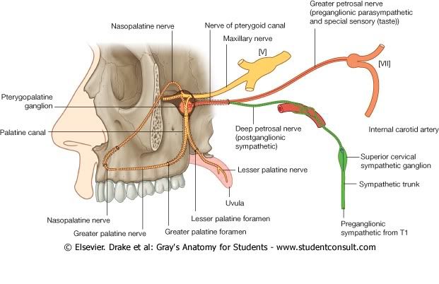 InervacindePaladar.jpg picture by Neonato2009