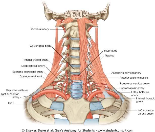 IrrigacinBasedelCuello.jpg picture by Neonato2009