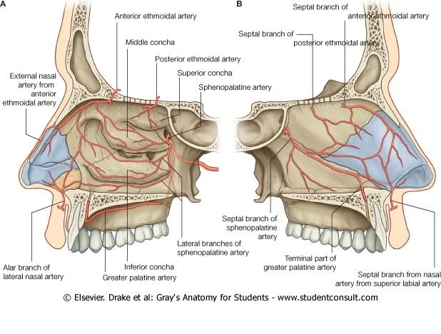 IrrigacinCavidadNasal.jpg picture by Neonato2009