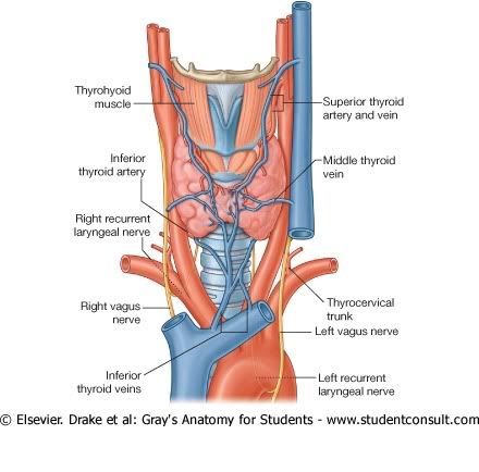 IrrigacinTiroides.jpg picture by Neonato2009