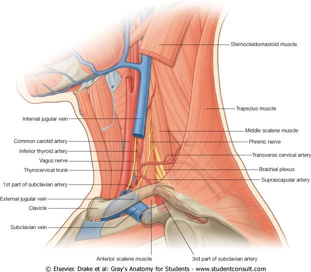 IrrigacinTringuloPosteriordelCuello.jpg picture by Neonato2009