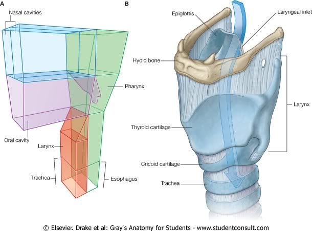 Laringe.jpg picture by Neonato2009