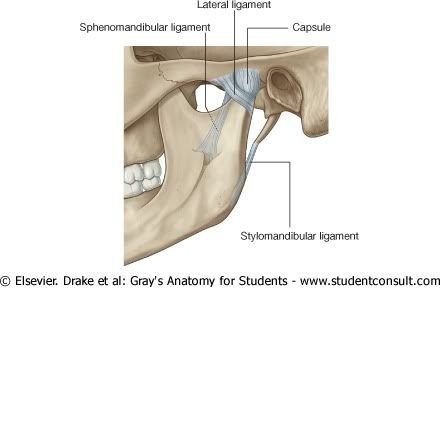 LigamentosTemporomandibulares.jpg picture by Neonato2009