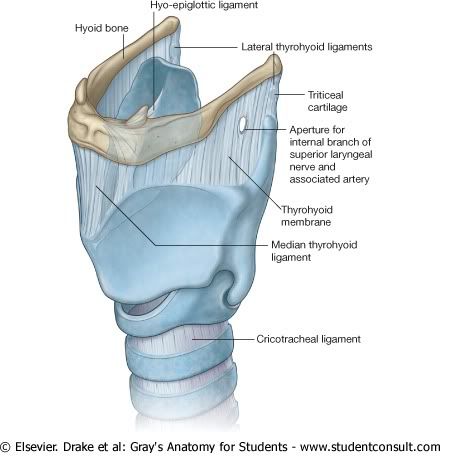 LigamentosdeLaringe.jpg picture by Neonato2009