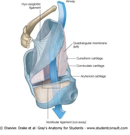 LigamentosdeLaringeIntrinsecos.jpg picture by Neonato2009