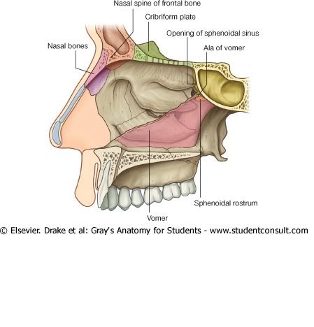 LimitesNasales2.jpg picture by Neonato2009