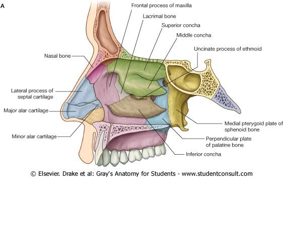 LimitesNasales3.jpg picture by Neonato2009