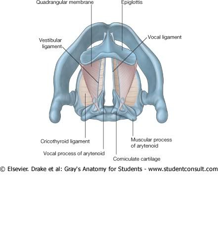 MembranaFibroelsticaLaringe.jpg picture by Neonato2009