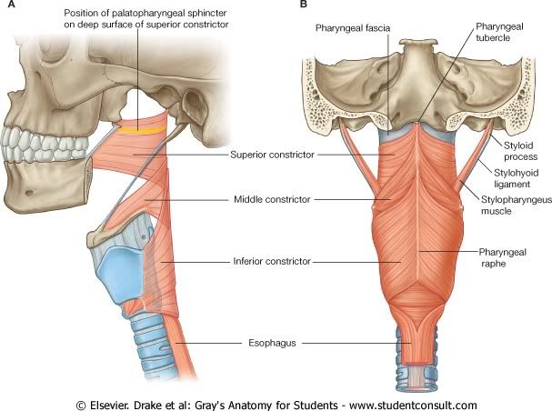 MsculosConstrictoresdelaFaringe.jpg picture by Neonato2009