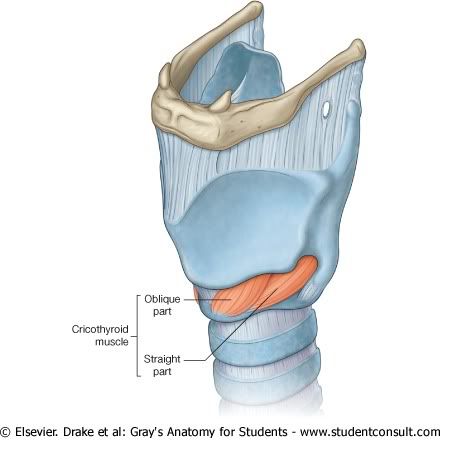 MsculosLaringe1.jpg picture by Neonato2009