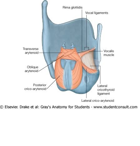 MsculosLaringe2.jpg picture by Neonato2009