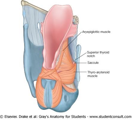 MsculosLaringe3.jpg picture by Neonato2009