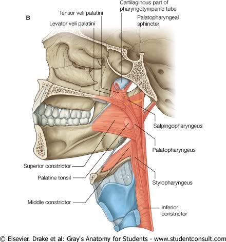 MsculosLongitudinalesdelaFaringe.jpg picture by Neonato2009