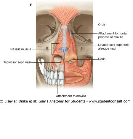 MsculosNasolacrimales.jpg picture by Neonato2009