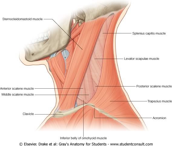 MsculosTringuloPosterior.jpg picture by Neonato2009