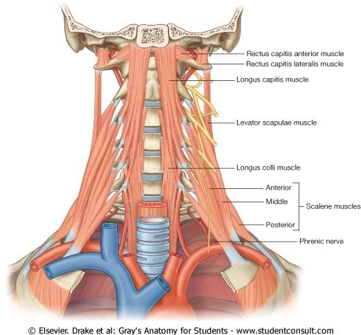 MusculaturaPlexoCervical.jpg picture by Neonato2009