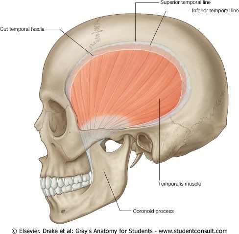 MusculoTemporal.jpg picture by Neonato2009