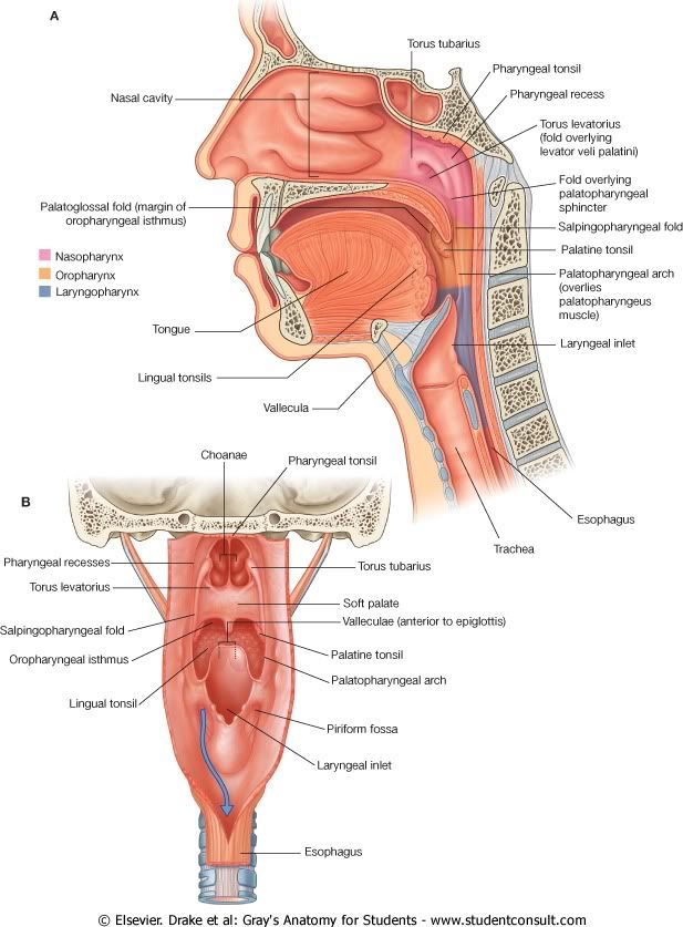 Nasofaringe.jpg picture by Neonato2009
