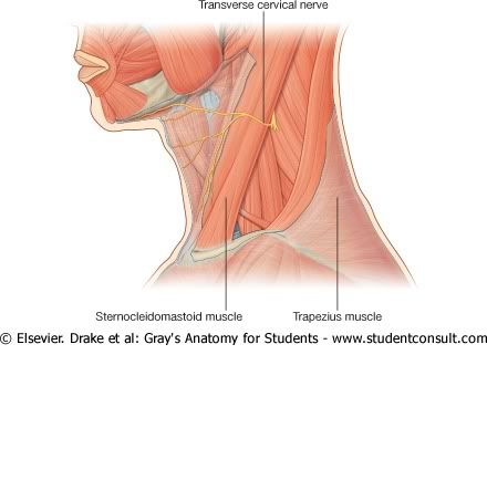 NervioCervicalTransverso.jpg picture by Neonato2009