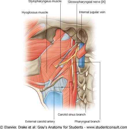 NervioGlosofarngeo.jpg picture by Neonato2009