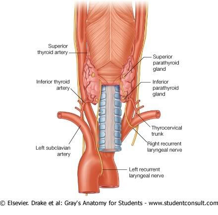 NervioLarngeoyArteriasTiroideas.jpg picture by Neonato2009
