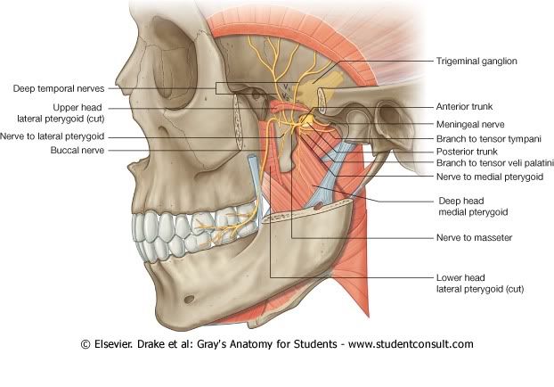 NervioMandibular.jpg picture by Neonato2009