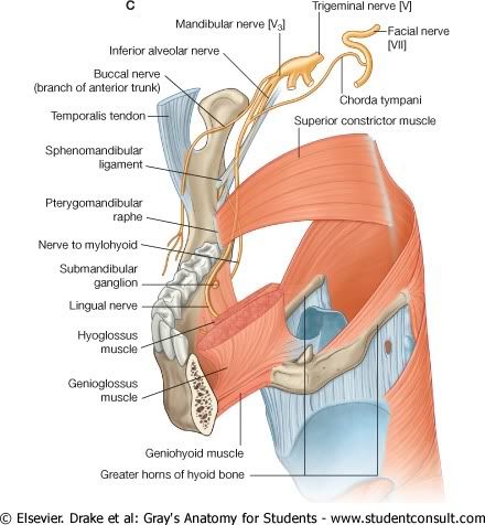 NervioMandibular2.jpg picture by Neonato2009