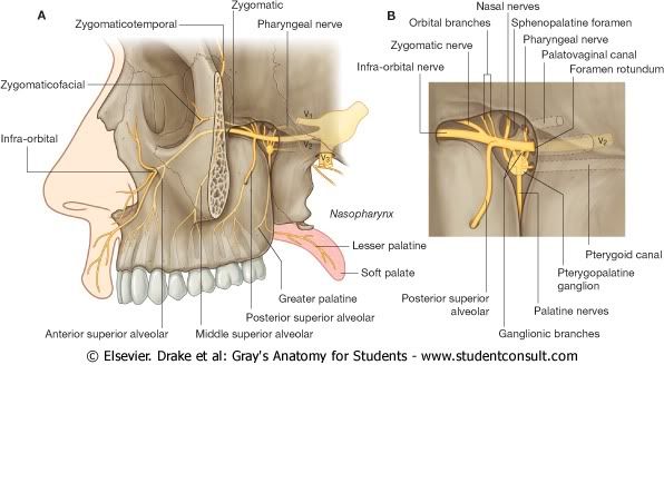 NervioMaxilaryRamas.jpg picture by Neonato2009