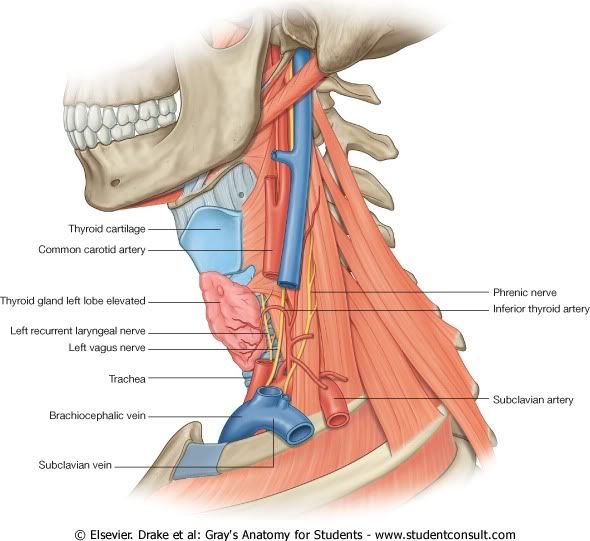 NerviosdelaBasedelCuello.jpg picture by Neonato2009
