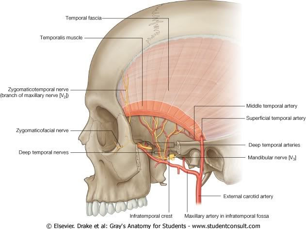 NerviosyArteriasFosaTemporal.jpg picture by Neonato2009