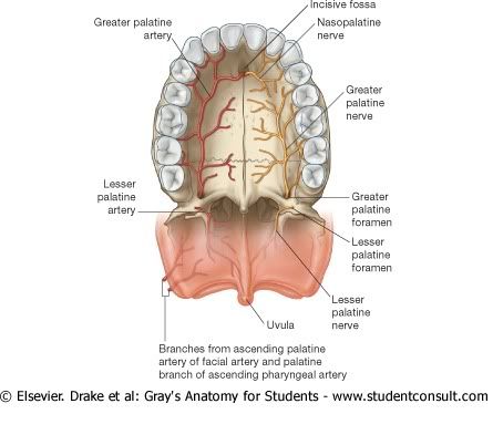 NerviosyArteriasPalatinas.jpg picture by Neonato2009