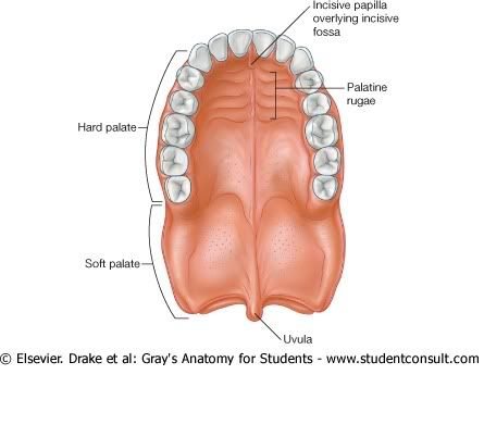 Paladar.jpg picture by Neonato2009