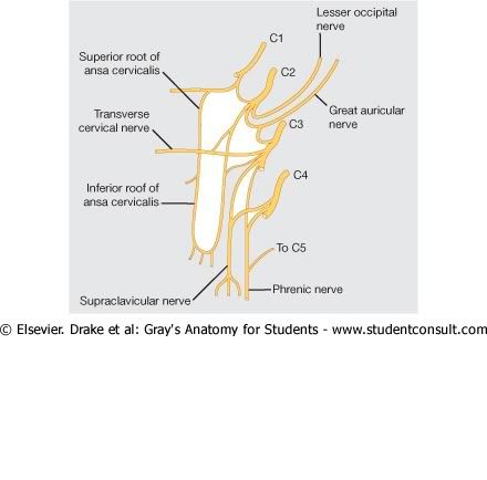 PlexoCervical.jpg picture by Neonato2009