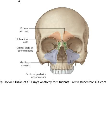 SenosParanasales.jpg picture by Neonato2009