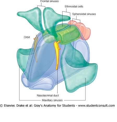 SenosParanasalesyDuctoLacrimal.jpg picture by Neonato2009