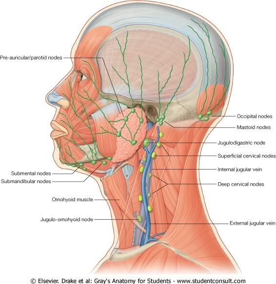 SistemaLinfticodelCuello.jpg picture by Neonato2009