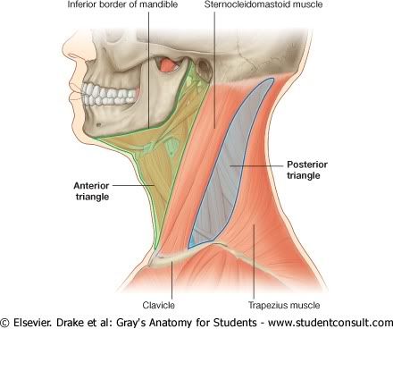 TriangulosAnterioryPosterior.jpg picture by Neonato2009