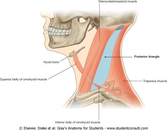 TringuloPosterior.jpg picture by Neonato2009