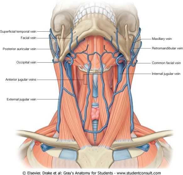 VenasSuperficialesdelCuello.jpg picture by Neonato2009