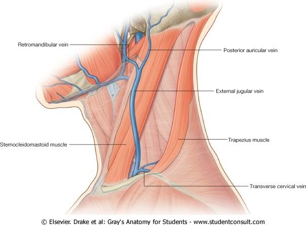 YugularExterna.jpg picture by Neonato2009
