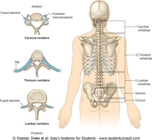 CVertebral11.jpg picture by Neonato2009