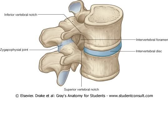 CVertebral18.jpg picture by Neonato2009
