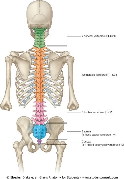 CVertebral2.jpg picture by Neonato2009